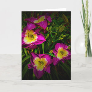 Lily, kaart