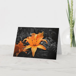 Lily, kaart
