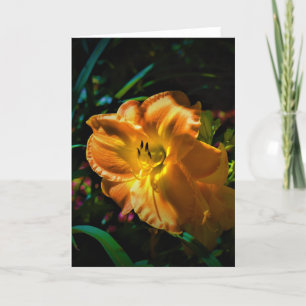 Lily, kaart