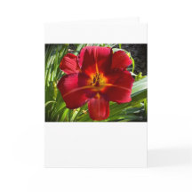 Lily, kaart