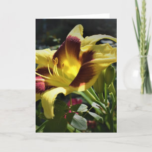 Lily, kaart