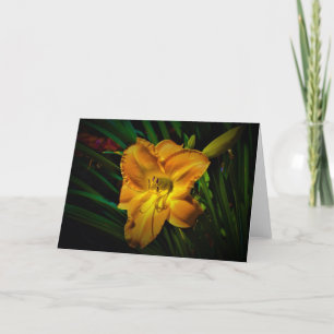 Lily, kaart