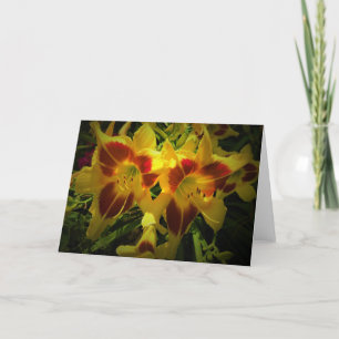 Lily, kaart