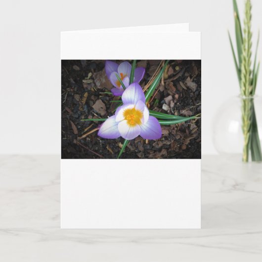 Lily, kaart (Voorkant)