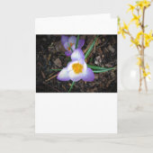 Lily, kaart (Gele Bloem)