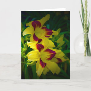 Lily, kaart