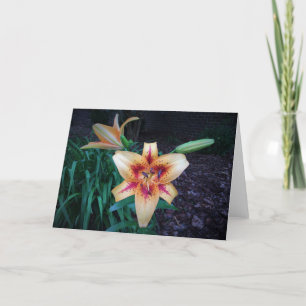 Lily, kaart