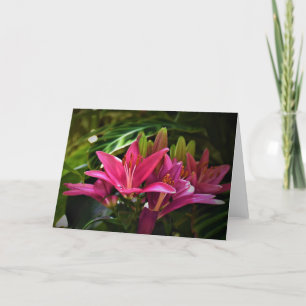 Lily, kaart