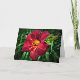 Lily, kaart