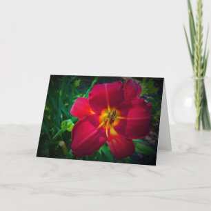 Lily, kaart