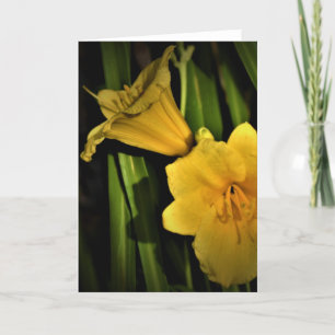 Lily, kaart