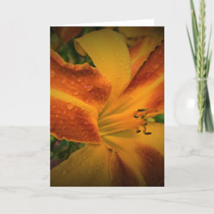 Lily, kaart