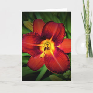 Lily, kaart