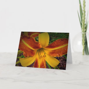 Lily, kaart