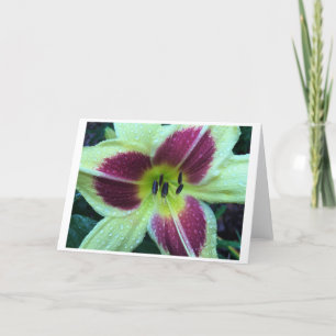 Lily, kaart