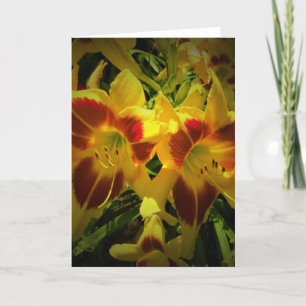 Lily, kaart