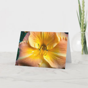 Lily, kaart