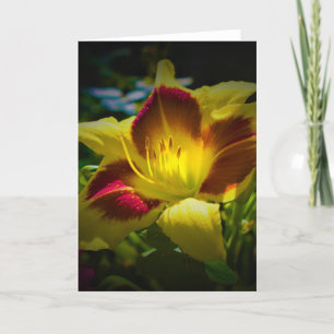 Lily, kaart
