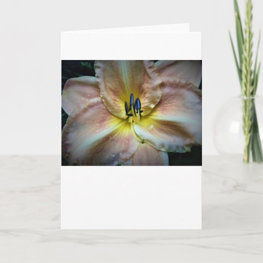 Lily, kaart (Voorkant)