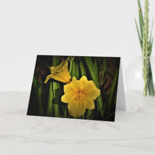 Lily, kaart
