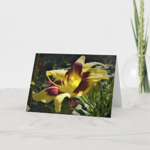 Lily, kaart