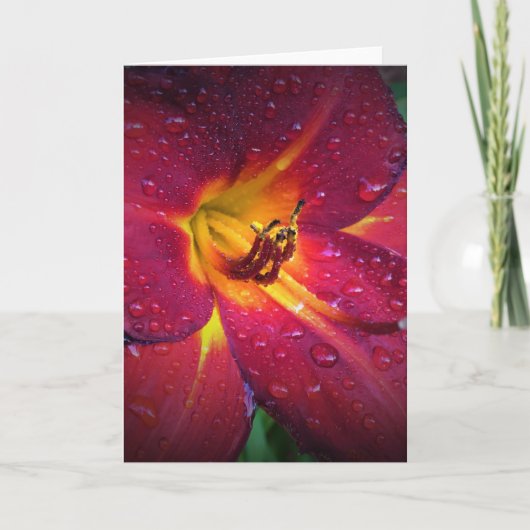 Lily, kaart (Voorkant)