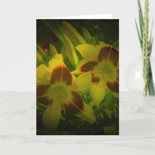Lily, kaart