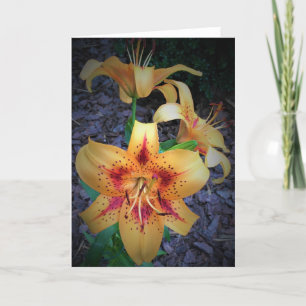 Lily, kaart