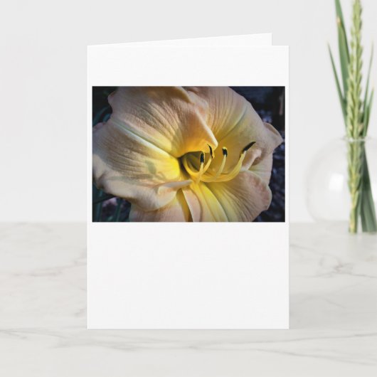 Lily, kaart (Voorkant)