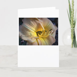 Lily, kaart
