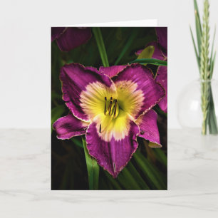 Lily & Ladybug, kaart