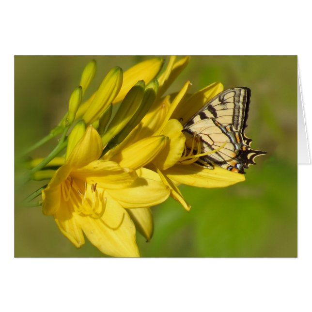 Lily Lover - Boter op Daylilies (Voorkant Horizontaal)
