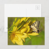 Lily Lover - Butterfly Briefkaart (Voorkant / Achterkant)