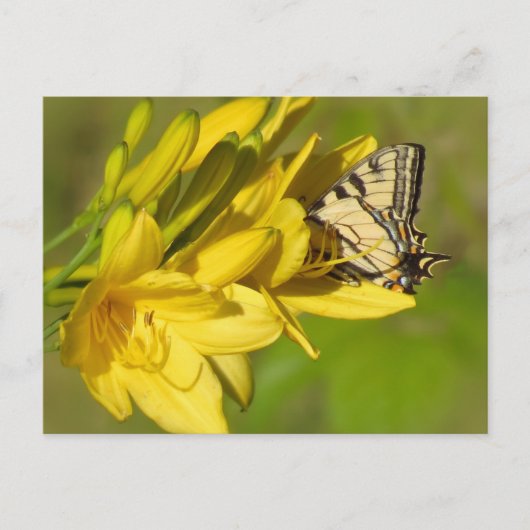 Lily Lover - Butterfly Briefkaart (Voorkant)