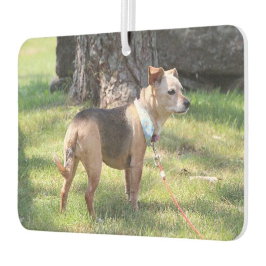 Lily Luchtverfrisser (Links)