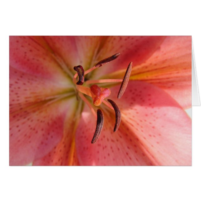 Lily Macro Flower Foto (Voorkant Horizontaal)