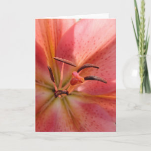 Lily Macro Kaart