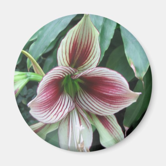 Lily Magneet (Voorkant)