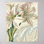 Lily met de uitbreiding poster (Voorkant)