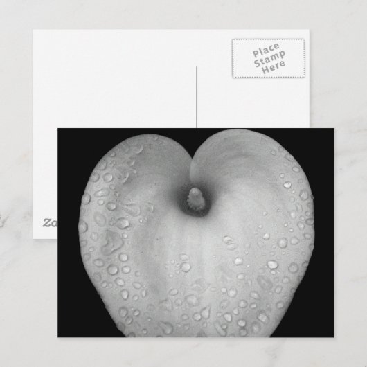 Lily met regendruppels briefkaart (Voorkant / Achterkant)