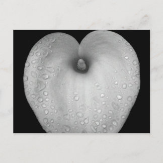 Lily met regendruppels briefkaart