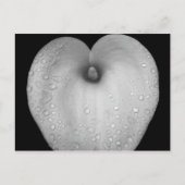 Lily met regendruppels briefkaart (Voorkant)