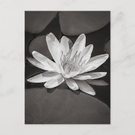 Lily met zwart en wit water briefkaart