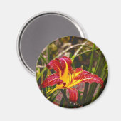 Lily na de regen magneet (Voorkant / Achterkant)
