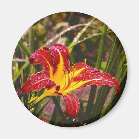 Lily na de regen magneet (Voorkant)