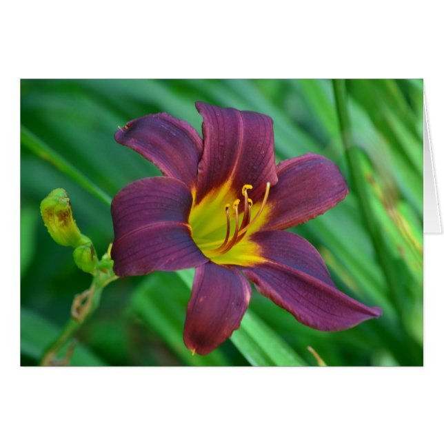 Lily Notecard (Voorkant Horizontaal)