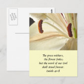 Lily of Light Briefkaart (Voorkant / Achterkant)