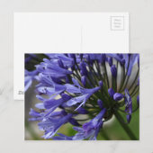 Lily of the Nile (Agapanthus sp.) Briefkaart (Voorkant / Achterkant)