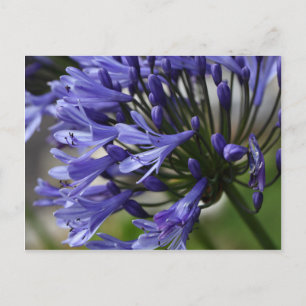 Lily of the Nile (Agapanthus sp.) Briefkaart