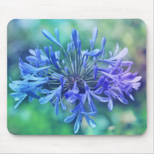 "Lily of the Nile" Muismat